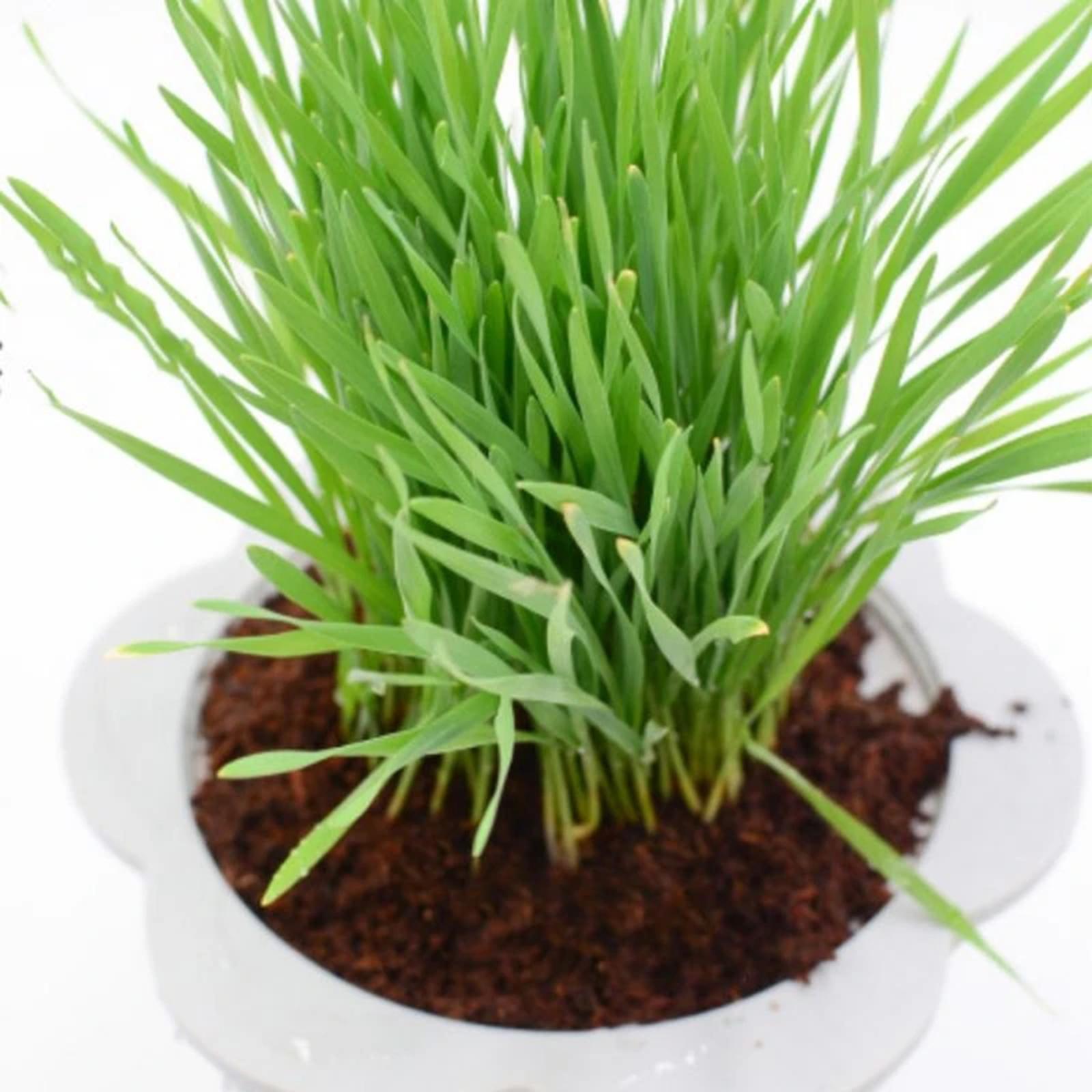 Hindistan Cevizi Lifi Hindista - Substrate Coconut Fiber incelemesi ve fiyatı